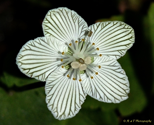 {Parnassia asarifolia}